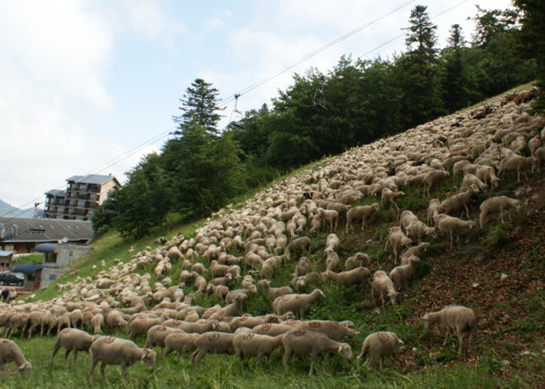 moutons - transhumance au col de rousset - photo copyright Patrice Debart 2009