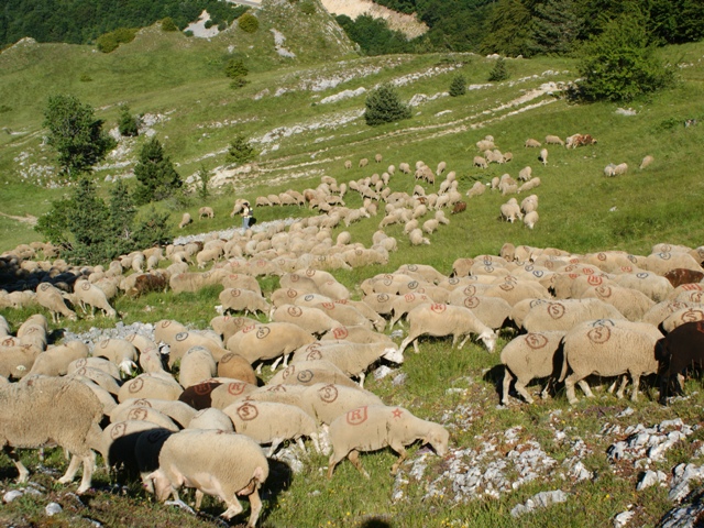 moutons - transhumance au col de rousset - photo copyright Patrice Debart 2011