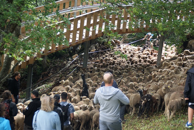 moutons - transhumance au col de rousset - photo copyright Patrice Debart 2017