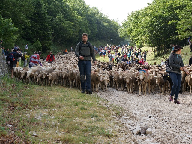 moutons - transhumance au col de rousset - photo copyright Patrice Debart 2017