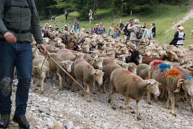 moutons - transhumance au col de rousset - photo copyright Patrice Debart 2017