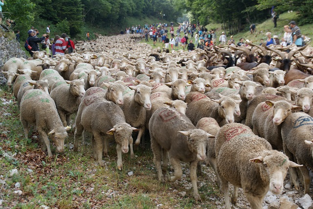 moutons - transhumance au col de rousset - photo copyright Patrice Debart 2017