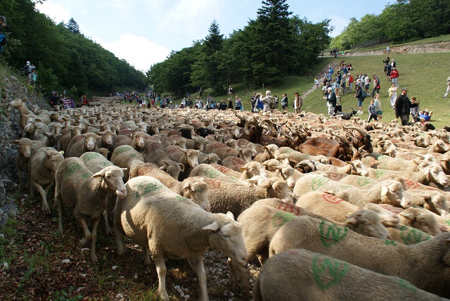 moutons - transhumance au col de rousset - photo copyright Patrice Debart 2017