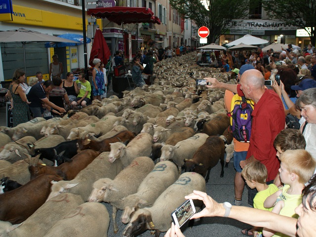 transhumance à Die - photo copyright Patrice Debart 2017