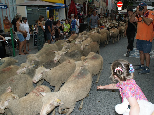 transhumance à Die - photo copyright Patrice Debart 2017