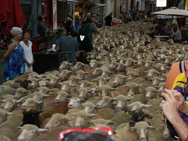 transhumance à Die - photo copyright Patrice Debart 2017