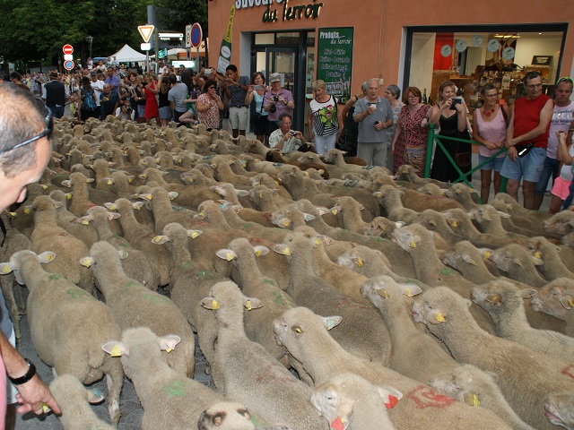 transhumance à Die - photo copyright Patrice Debart 2017