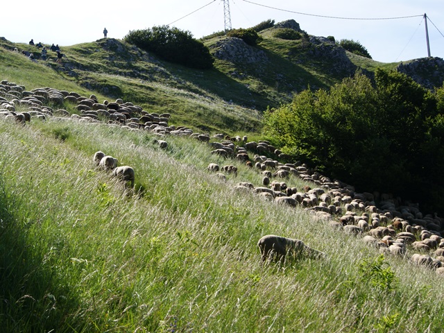 moutons - transhumance au col de rousset - photo copyright Patrice Debart 2015