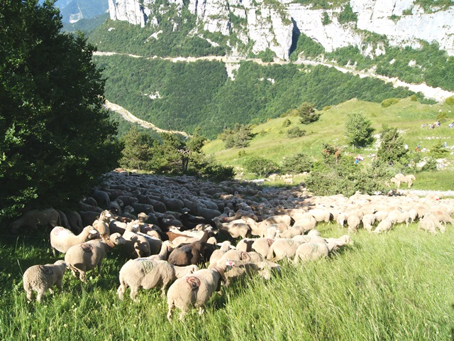 moutons - transhumance au col de rousset - photo copyright Patrice Debart 2015