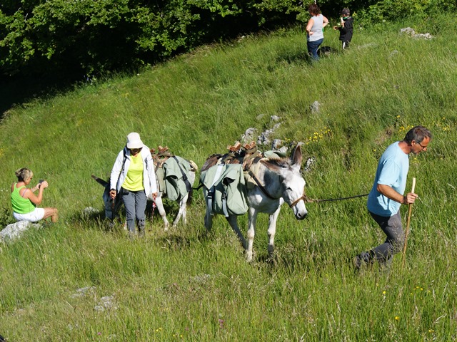 moutons - transhumance au col de rousset - photo copyright Patrice Debart 2015