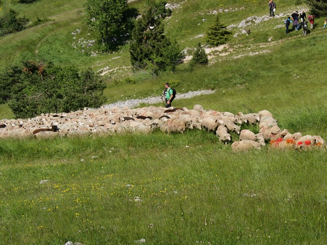 moutons - transhumance au col de rousset - photo copyright Patrice Debart 2015