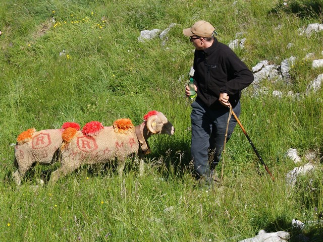 moutons - transhumance au col de rousset - photo copyright Patrice Debart 2015