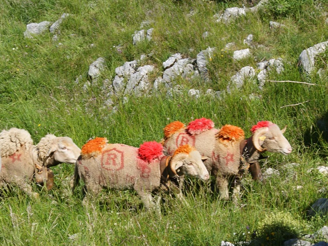 moutons - transhumance au col de rousset - photo copyright Patrice Debart 2015