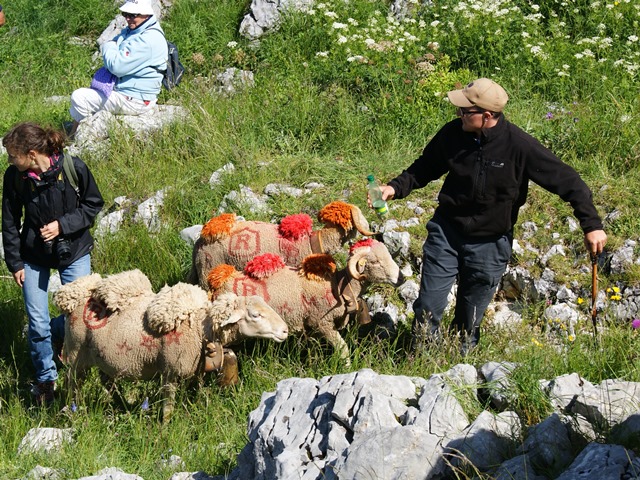 moutons - transhumance au col de rousset - photo copyright Patrice Debart 2015