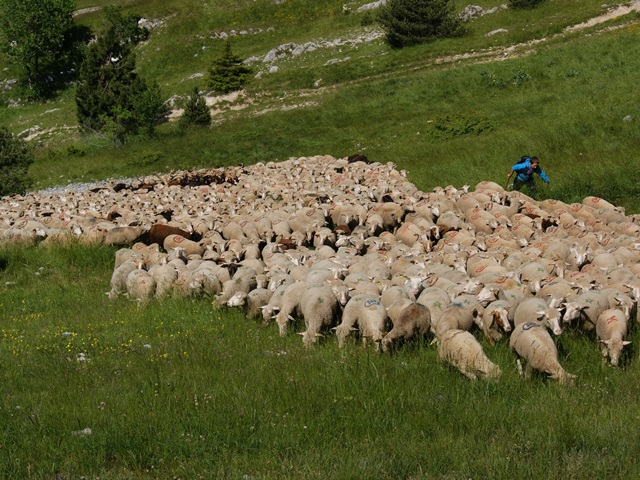 moutons - transhumance au col de rousset - photo copyright Patrice Debart 2015