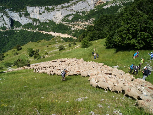 moutons - transhumance au col de rousset - photo copyright Patrice Debart 2015