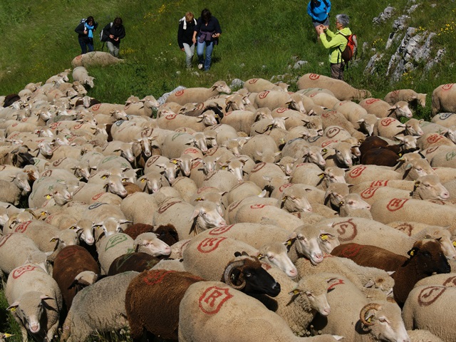 moutons - transhumance au col de rousset - photo copyright Patrice Debart 2015