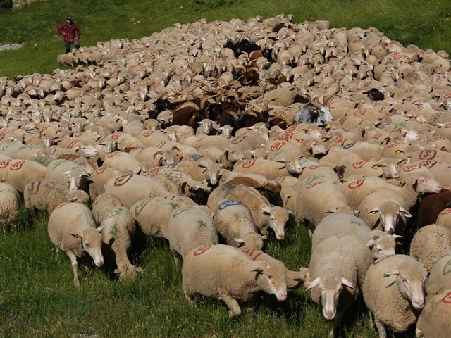 moutons - transhumance au col de rousset - photo copyright Patrice Debart 2015