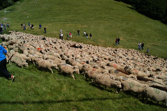 moutons - transhumance au col de rousset - photo copyright Patrice Debart 2015