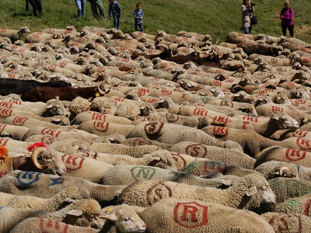 moutons - transhumance au col de rousset - photo copyright Patrice Debart 2015