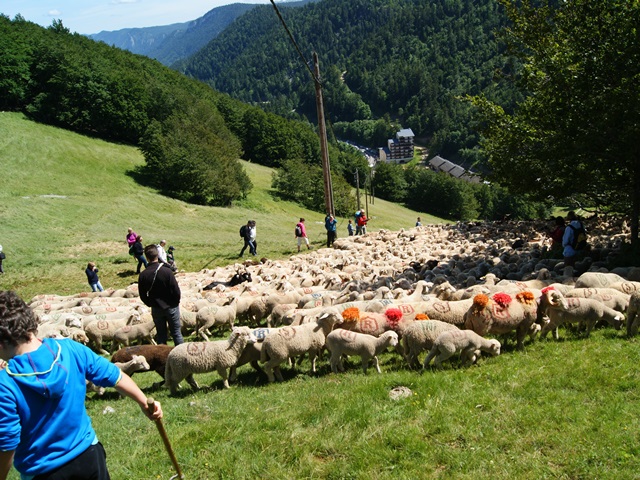 transhumance au col de rousset - photo copyright Patrice Debart 2015