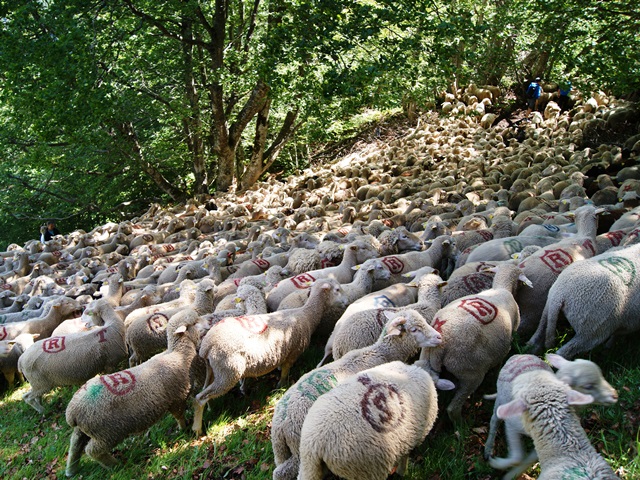 transhumance au col de rousset - photo copyright Patrice Debart 2015