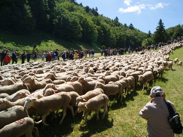 transhumance au col de rousset - photo copyright Patrice Debart 2015