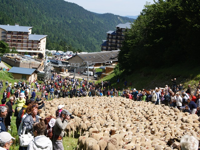 transhumance au col de rousset - photo copyright Patrice Debart 2015