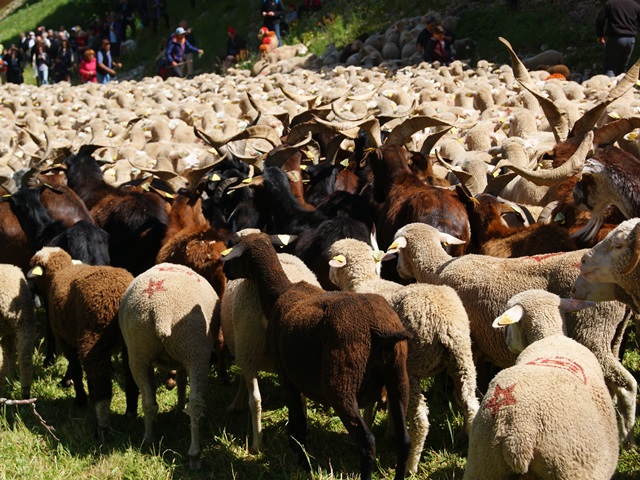 transhumance au col de rousset - photo copyright Patrice Debart 2015