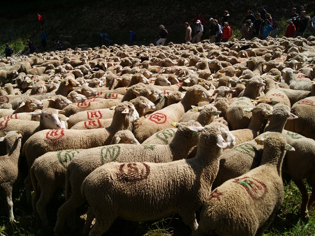 transhumance au col de rousset - photo copyright Patrice Debart 2015