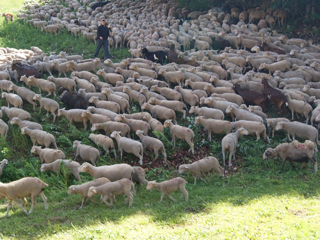 transhumance au col de rousset - photo copyright Patrice Debart 2015