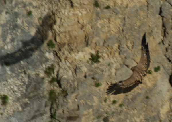 vautour - col de rousset - photo copyright Patrice Debart 2009