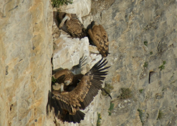 vautours et leur mere - col de rousset - photo copyright Patrice Debart 2009